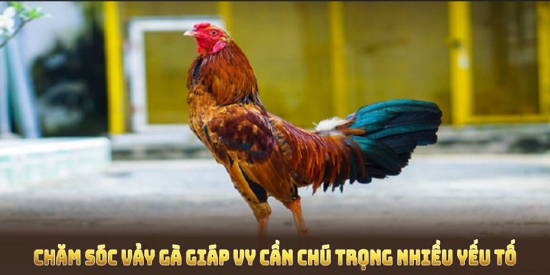 Chăm sóc vảy gà Giáp Vy cần chú trọng nhiều yếu tố 