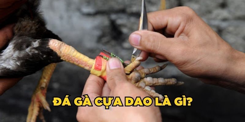 Vài nét đá gà cựa dao giải trí thú vị 