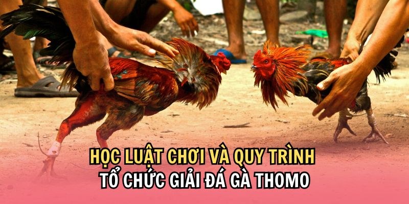 Nắm vững các quy định để cá cược chọi gà hiệu quả tại Hi88