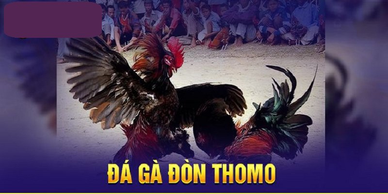 Đá gà đòn Thomo mang đến cho thành viên trải nghiệm lý tưởng