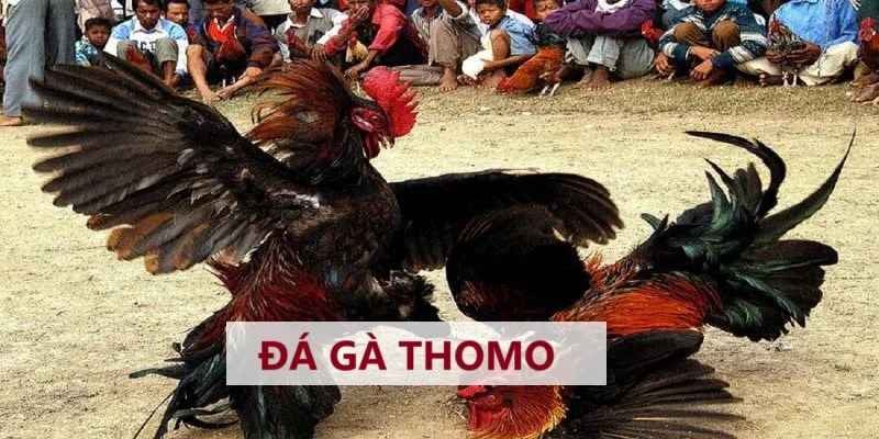 Đá Gà Đòn Thomo Hi88 - Loại Hình Giải Trí Kinh Điển 2025