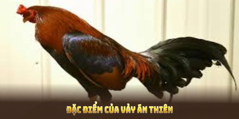 Đặc điểm của vảy án thiên thể hiện năng chiến đấu và vẻ đẹp