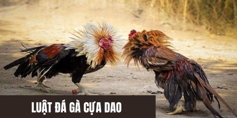 Quy luật đá gà cựa dao mới nhất hiện nay 