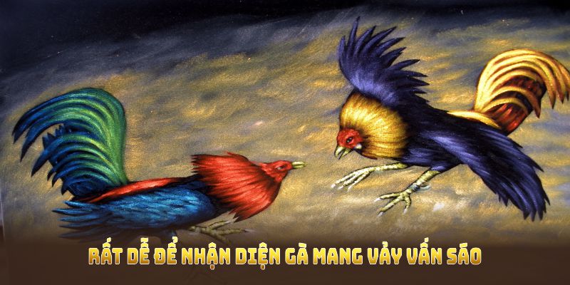 Rất dễ để nhận diện gà mang vảy Vấn Sáo 