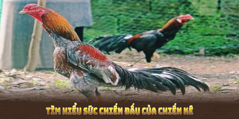 Tìm hiểu sức chiến đấu của chiến kê mang loại vảy này