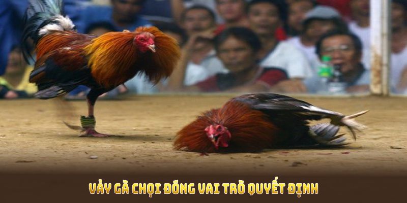 Vảy gà chọi đóng vai trò quyết định khả năng chiến kê 