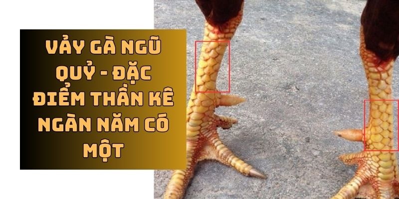 Đánh giá sức mạnh của chiến kê có vảy gà ngũ quỷ