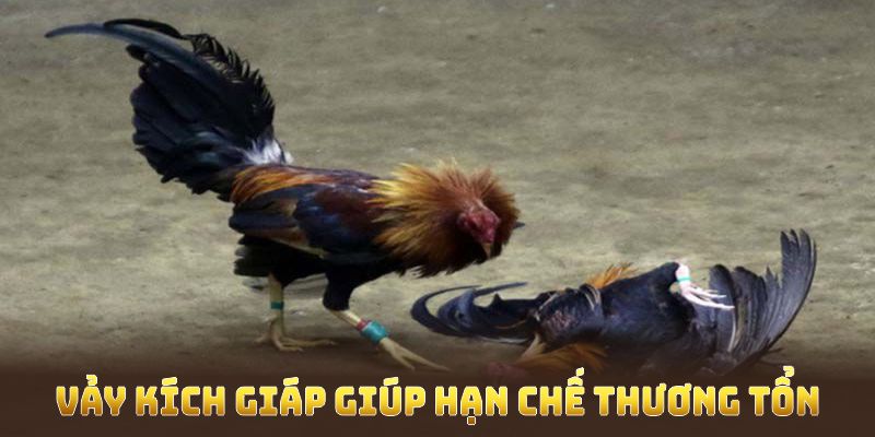 Vảy kích giáp tăng hoạt để gà chọi hạn chế thương tổn khi đấu