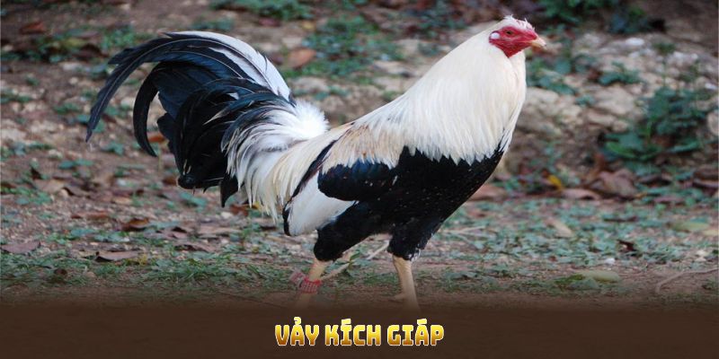 Vảy Kích Giáp Và Những Ưu Thế Nổi Bật Cho Chiến Kê